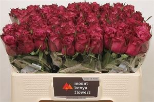 ROSE BLUE BERRY KENIA 50